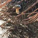 Oda ve Kahvaltı Evviva Oberstaufen