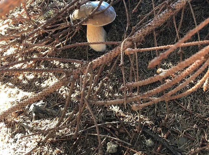 Bed & Breakfast Evviva Oberstaufen