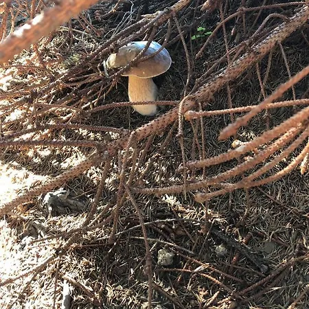 فندق مبيت وإفطار Evviva اوبرستوفن